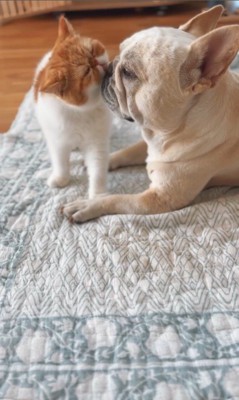 JOYくんとTOMくん7