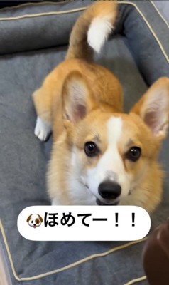 褒めてとアピールするうにちゃん2