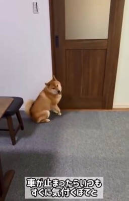 車の音で気づくぽてとくん