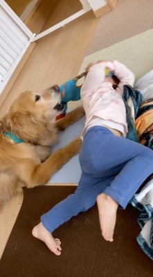 口に咥えていたおもちゃを放す犬