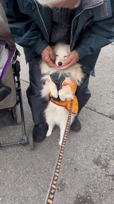 犬の顔を両手で包んで撫でる老年男性