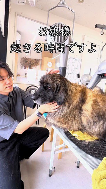 起こされる大型犬