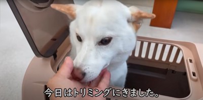 クレートから頭を出す緊張した表情の柴犬