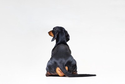 背中を見せて座る犬
