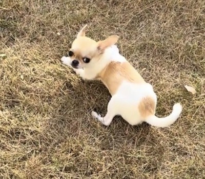 芝生から振り返る犬