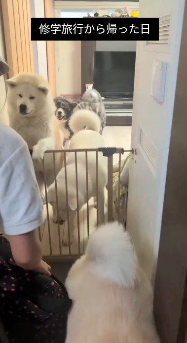 柵に手を掛けて女の子を見つめる犬