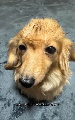 ヘアセットされたピースちゃん