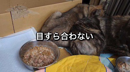 カメラに背中を向けて寄り添う2頭の犬