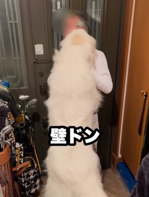 超大型犬の壁ドン