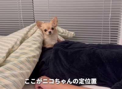 布団の中にいる犬
