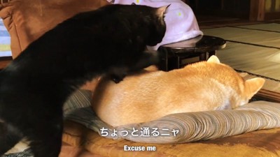 わざわざ踏んづけて移動!