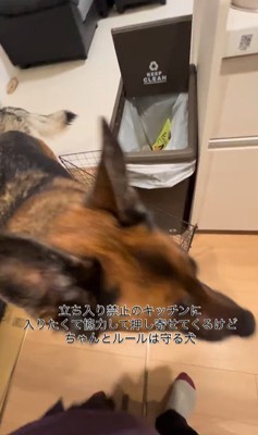 キッチンに入りたいダズくん&ベネッタちゃん8