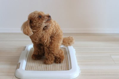 背後を気にするトイレ中の犬