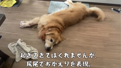 寝転がる犬