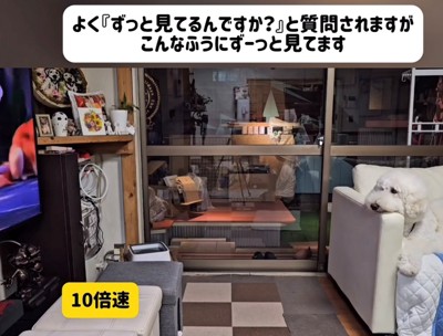 ソファの上でテレビを見る犬
