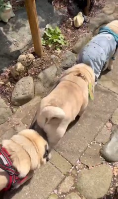 電車のように連結するパグの兄弟