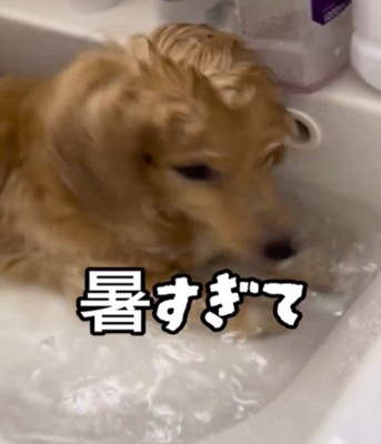 顔を浸ける犬
