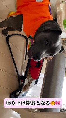 カメラを見つめるオレンジ色の服を着た黒い犬