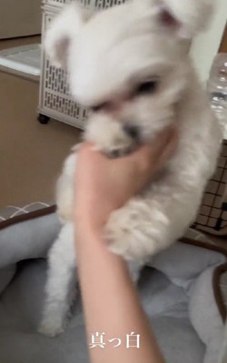 トリミングをしたら…