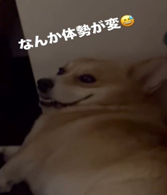 犬のアップ