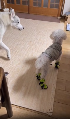 並ぶ2匹の犬