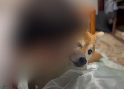 顔にキスをされる犬