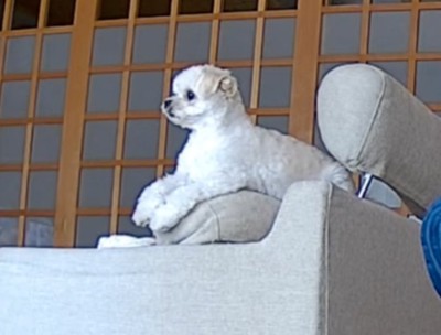 ソファに座る犬2