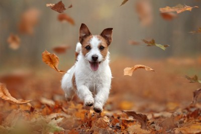 落ち葉の上を走るジャックラッセル