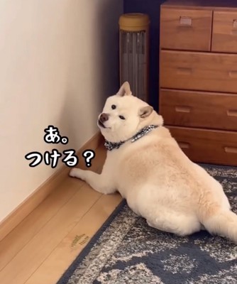 振り返る犬