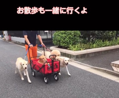 ドッグカートでお散歩