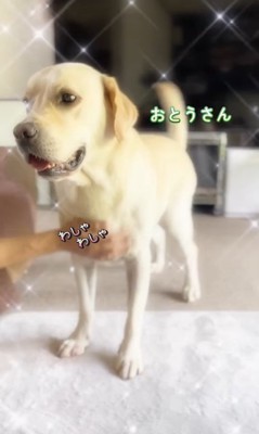 撫でられてスイッチが入るトニーくん2