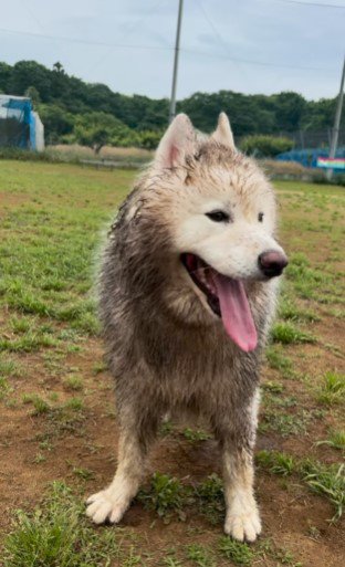 泥だらけの犬1