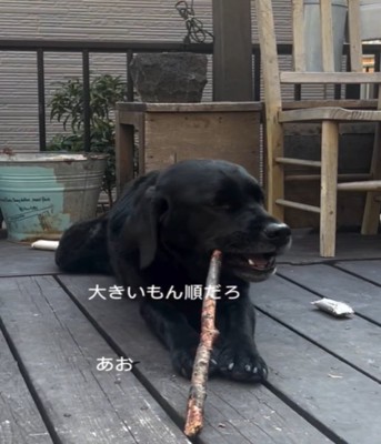 棒をかじる犬2