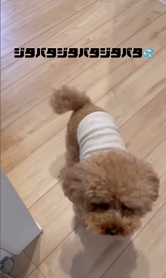 お留守番はイヤなポン太くん6