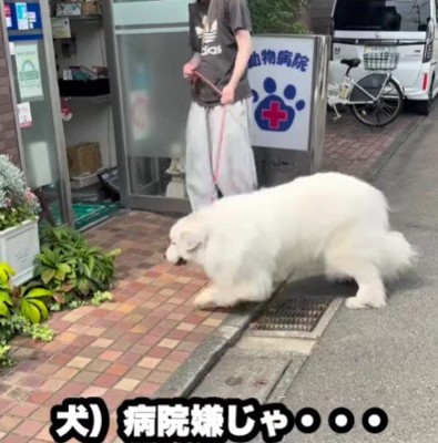 動物病院が苦手