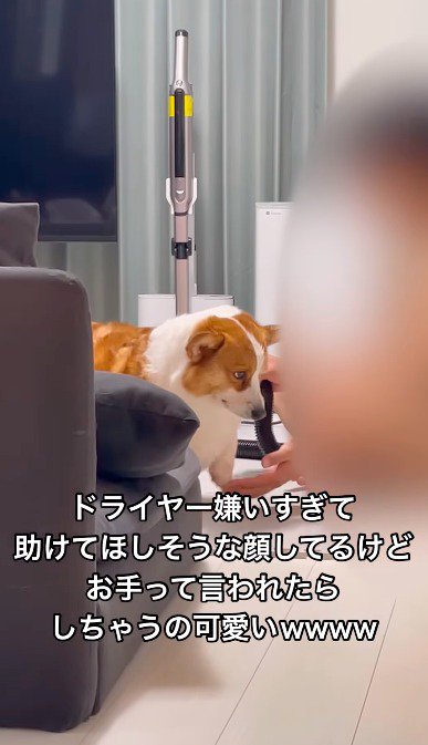 犬の前に手を出す犬
