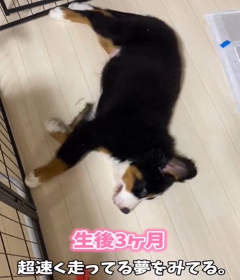 寝ている犬