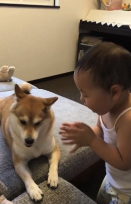 犬の顔の前で手拍子