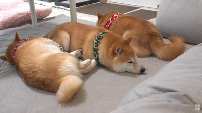 仲良く並んでお昼寝♪