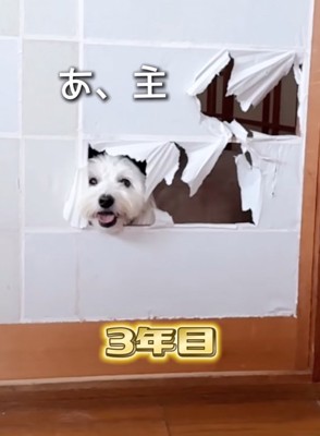 広範囲を破る犬