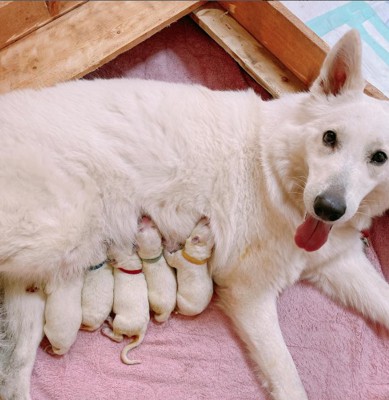 出産を終えた大型犬
