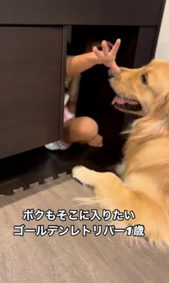 テーブルの下に入りたいシンバくん2