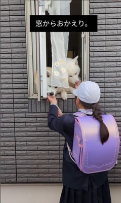 窓からお出迎えする秋田犬たち