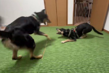 ミラちゃんとサイガくん