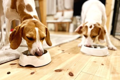 食事する二匹の犬