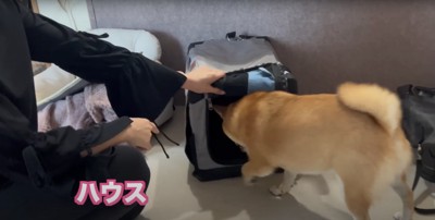 クレートに入ろうとしている柴犬