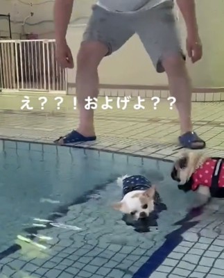 流される犬を見つめる犬