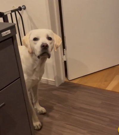 飼い主を見つめる大型犬