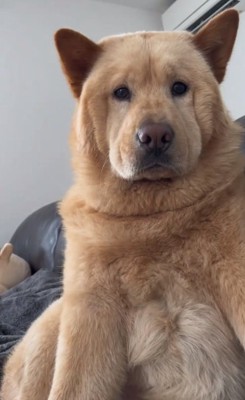 ブチギレのぽぽ太くん