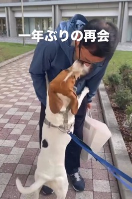 ぐいぐい迫る犬